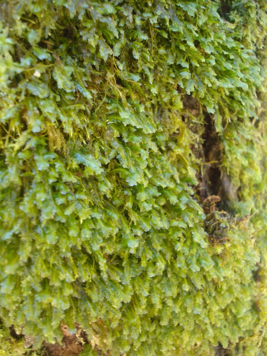 another type of moss