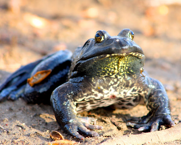 American Bullfrog | Project Noah