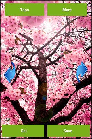 Cherry Blossom Wallpapers