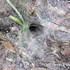 funnel spider