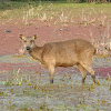 Sambar deer (female)