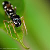 Ant-mimic jumping spider (black)
