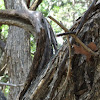 Osage Orange, Horseapple, or Bois d'Arc Tree
