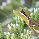 Eastern Casquehead Iguana