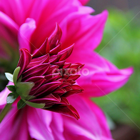 Tomorrow. by Nilotpal Sarma - Flowers Flower Gardens