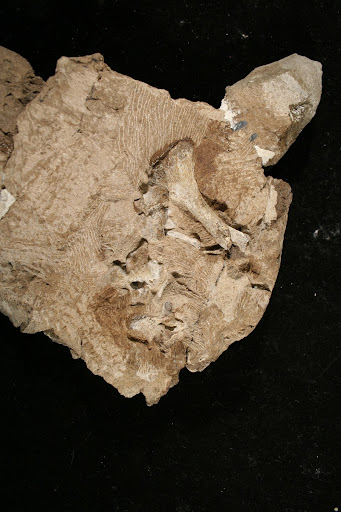 Proterosuchus — Google Arts & Culture