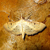 Two-spotted Herpetogramma