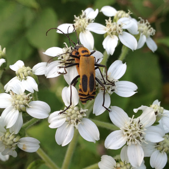 Goldenrod Soldier Beetle Project Noah