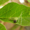 Common Sootywing caterpillar building shelter