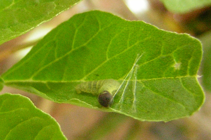 Common Sootywing caterpillar building shelter