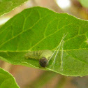 Common Sootywing caterpillar building shelter
