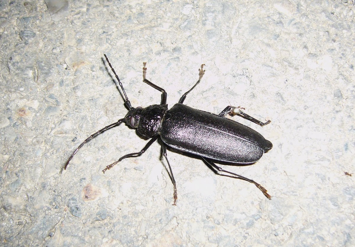 escarabajo gran capricornio