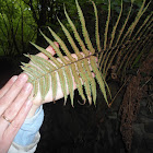 helecho macho;fieito macho;Male Fern