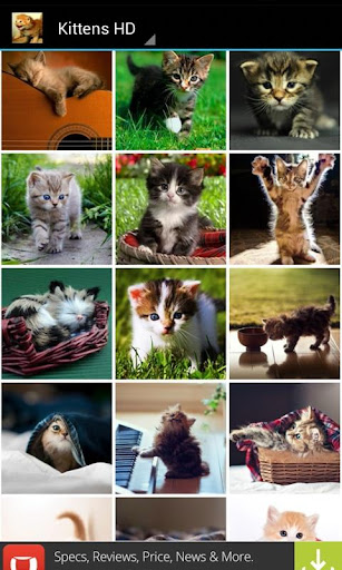 【免費個人化App】Cute Kittens HD Wallpapers-APP點子