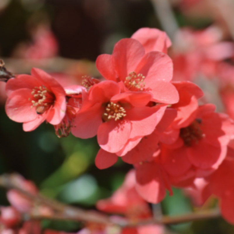 Flowering Quince