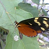 Ovipositing butterfly