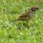 Tree Sparrow 麻雀