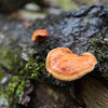 Orange Wave Fungus