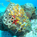 Coral with sponges