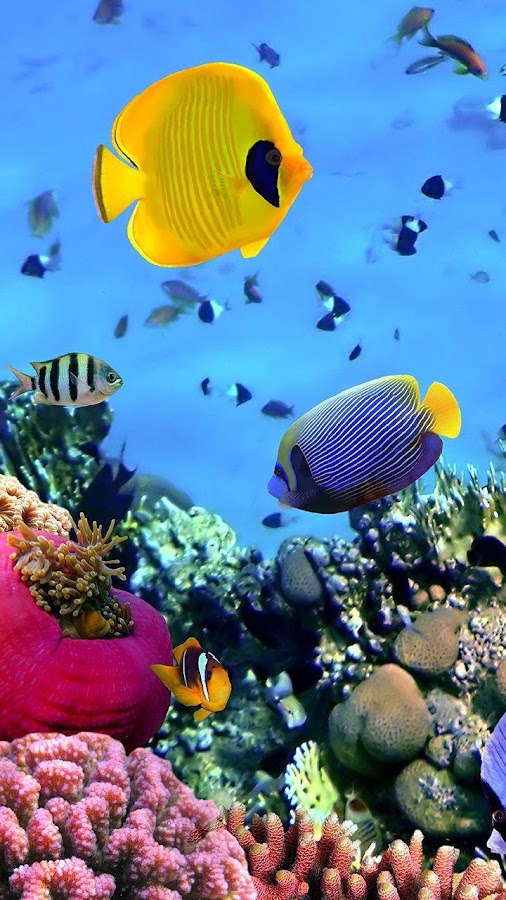 Ocean Fish  Live  Wallpaper  Android Apps on Google Play