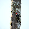 Carpinterito Carinegro- Black-cheeked Woodpecker