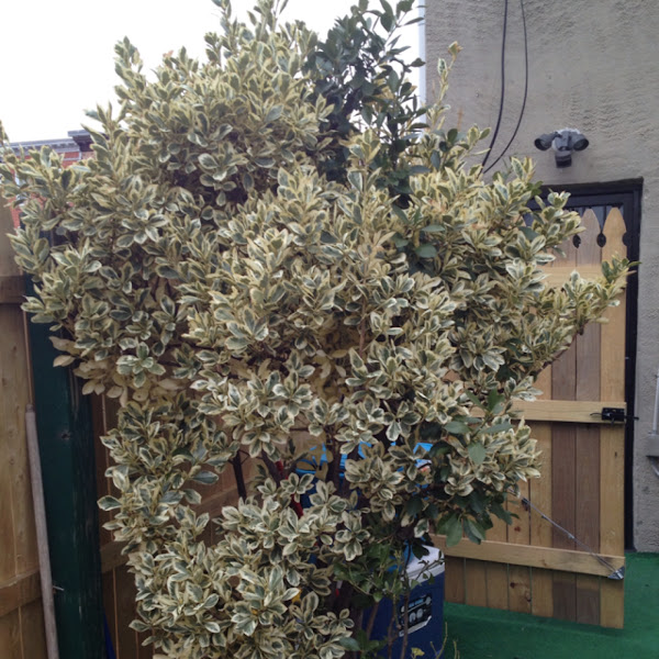 Variegated English boxwood Project Noah