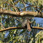 Indian Grey Hornbill