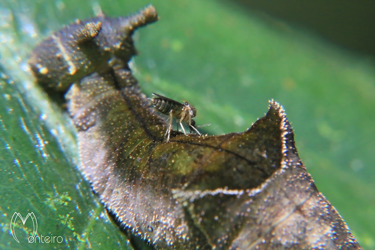 Zaretis caterpillar and unknown midge