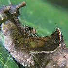 Zaretis caterpillar and unknown midge