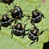 Green Stink Bug Nymphs