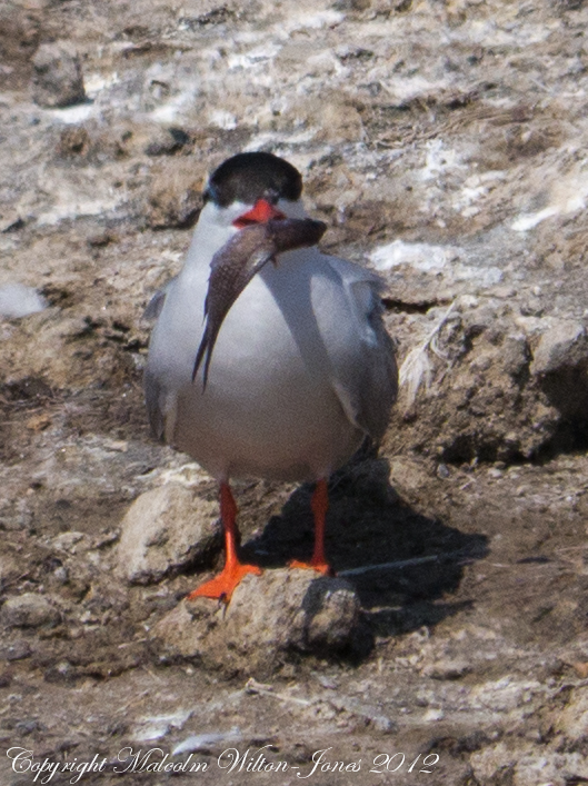 Common Tern; Charrán Común