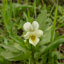 Field pansy / Полска теменуга