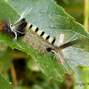 Tiger moth caterpillar