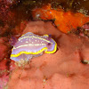 Nudibranch