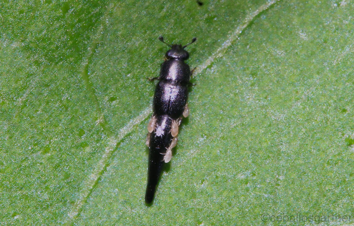 sap beetle (nitidulid)