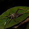 assassin bug