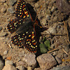 Bay Checkerspot