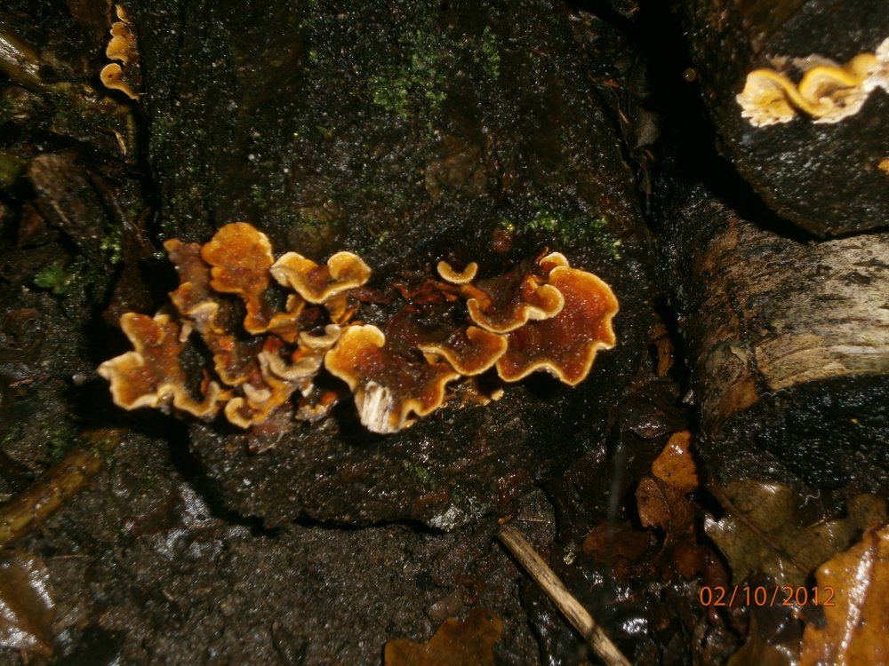 Leaf fungus sp.