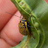 Case-bearing leaf beetle