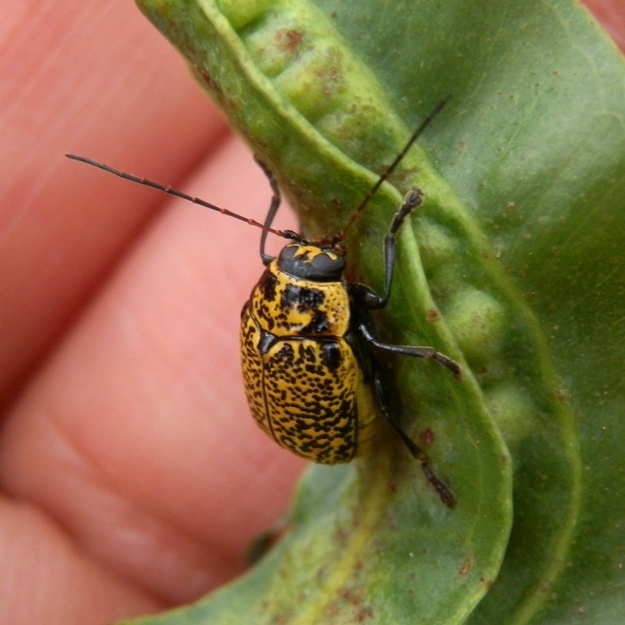 Case-bearing leaf beetle