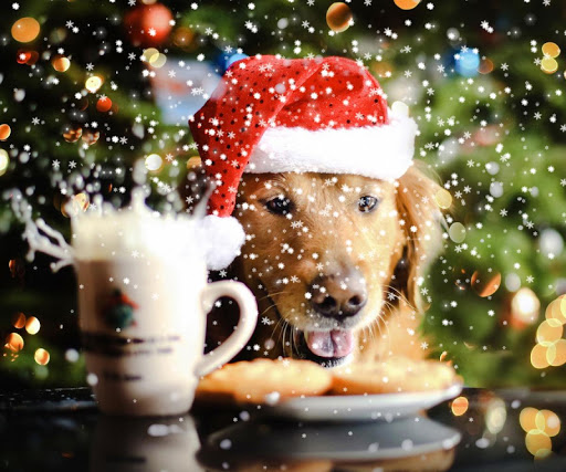 免費下載個人化APP|dog christmas wallpaper app開箱文|APP開箱王