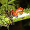 Strawberry Poison Dart-frog