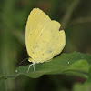 Three-Spot Grass Yellow