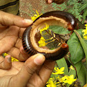 Black Millipede with Yellow Legs