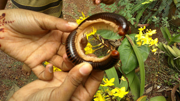 Black Millipede With Yellow Legs Project Noah