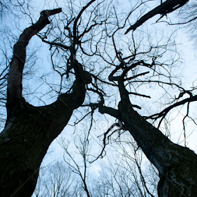 That high by Madalin Stoean - Landscapes Forests