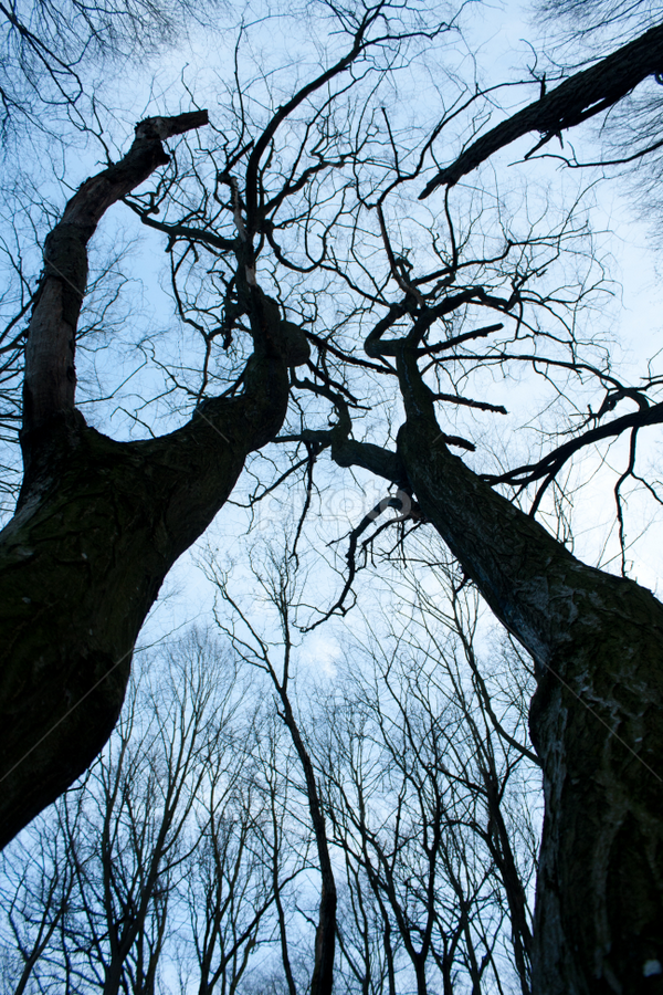 That high by Madalin Stoean - Landscapes Forests