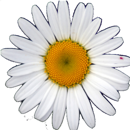 Daisies keyboard LOGO-APP點子