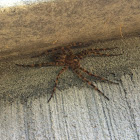 Fishing spider?