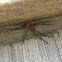 Fishing spider?